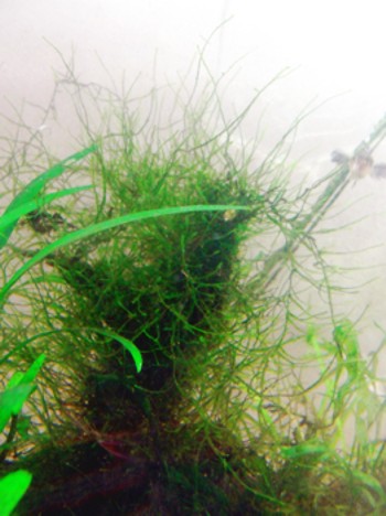 Pseudotaxiphyllum distichaceum